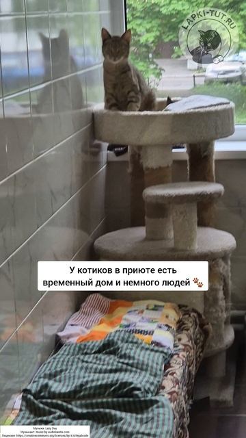 приют для кошек 🐾