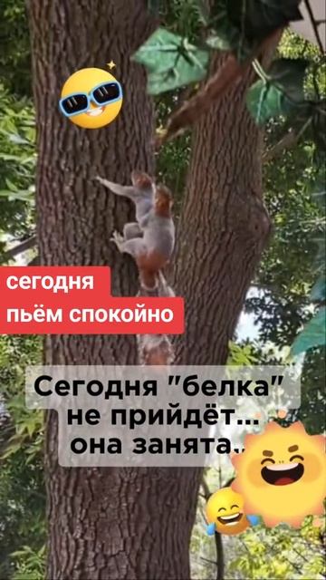 белочка не прийдёт