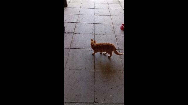 Собака. Кот. Том и Фокс