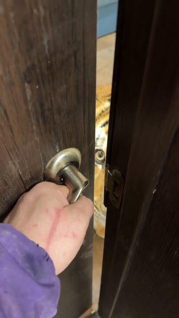 Чей потерялся котёнок?.. 🤣