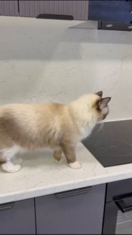 осваиваем новую кухню.