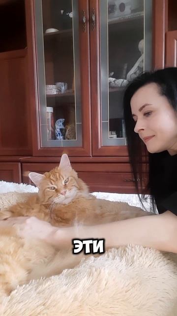 Кот недотрога 😹 у кого такой же? #котики #мейнкун