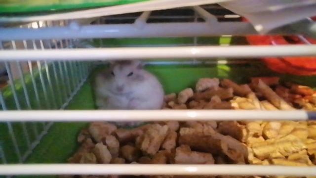 хомяк напился и кайфует у поилки