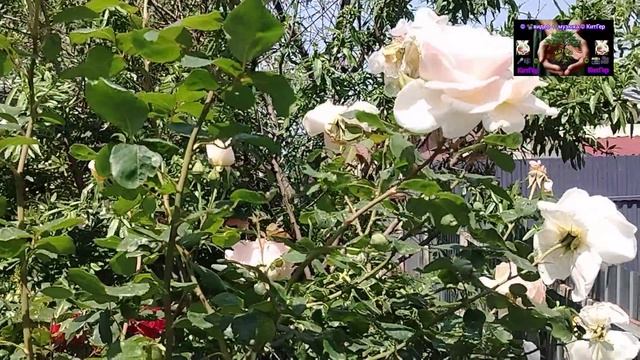 Белая роза.