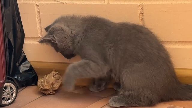 Занимаюсь кошачьим боксом, приходите котики ко мне на тренировку)