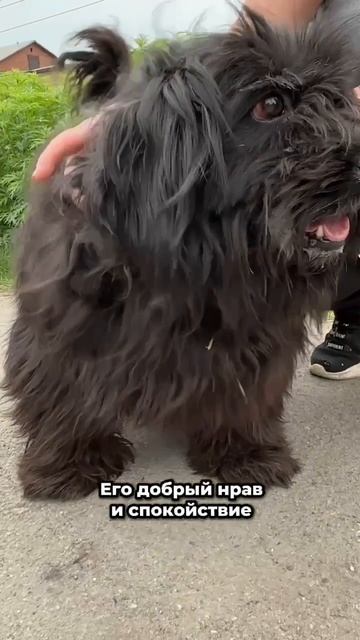 Нежный, спокойный и верный парень надеется найти любящую семью! | Бум