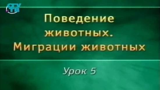 Миграции животных # 5. Птицы над сушей и морем