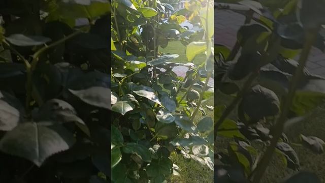 1000704338.mp4
