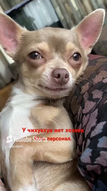 Школа управления хозяином