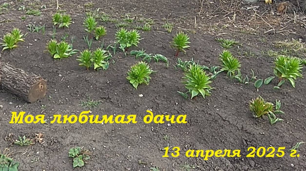 13.04.2025 _ Моя любимая дача