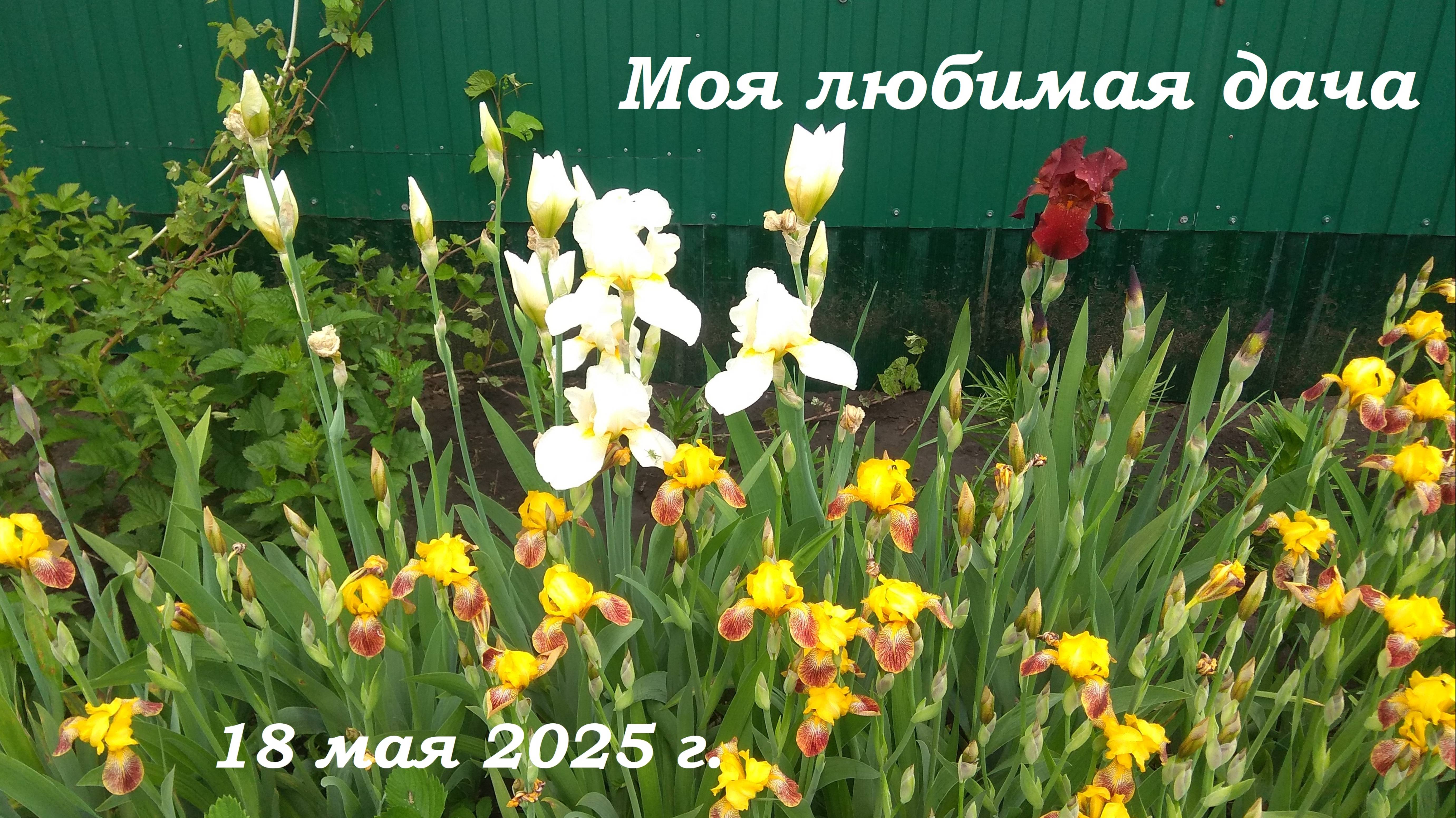 18.05.2025 _ Моя любимая дача