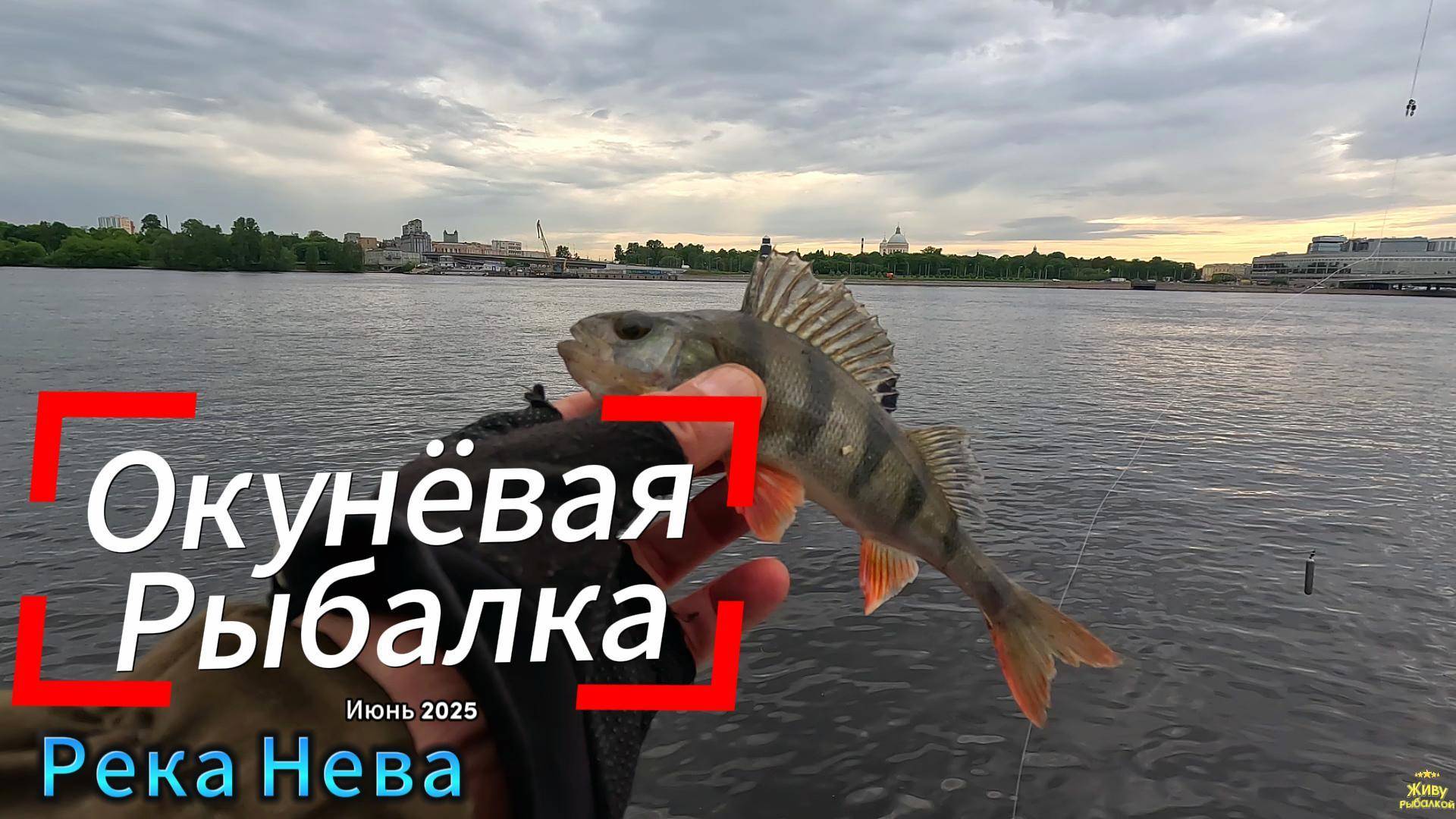 ИЮНЬ ОКУНЁВАЯ РЫБАЛКА РЕКА НЕВА ЛОВИЛ НА ДРОПШОТ ОТВОДНОЙ ПРИМАНКА СИЛИКОН ОПАРЫШ ЧЕРВЯК