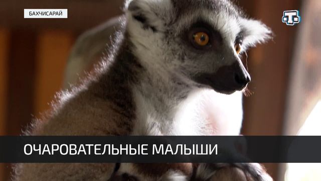 В Бахчисарайском зоопарке принесли потомство редкие виды животных