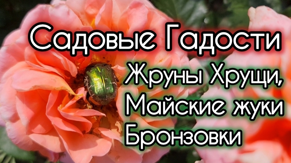 Садовые гадости. Жруны Хрущи, Бронзовки и Майские жуки.
