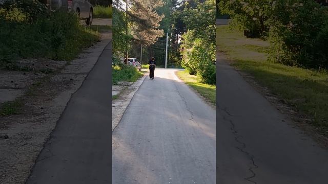 Идем гулять в лес в Клязьминской пойме этим летом