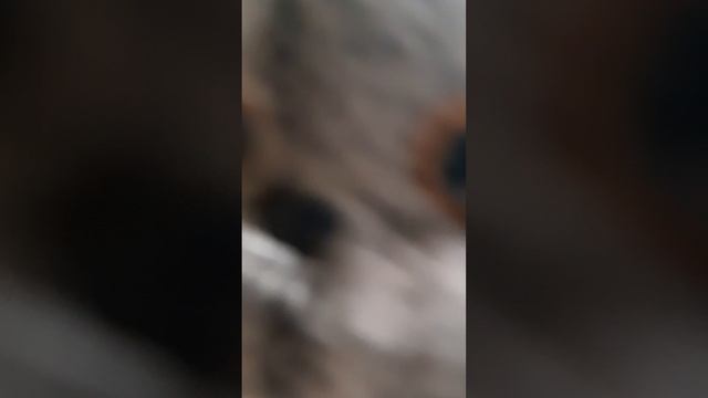 дождливый влог 1 часть