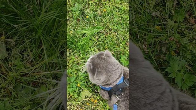 Марсюша 🐱