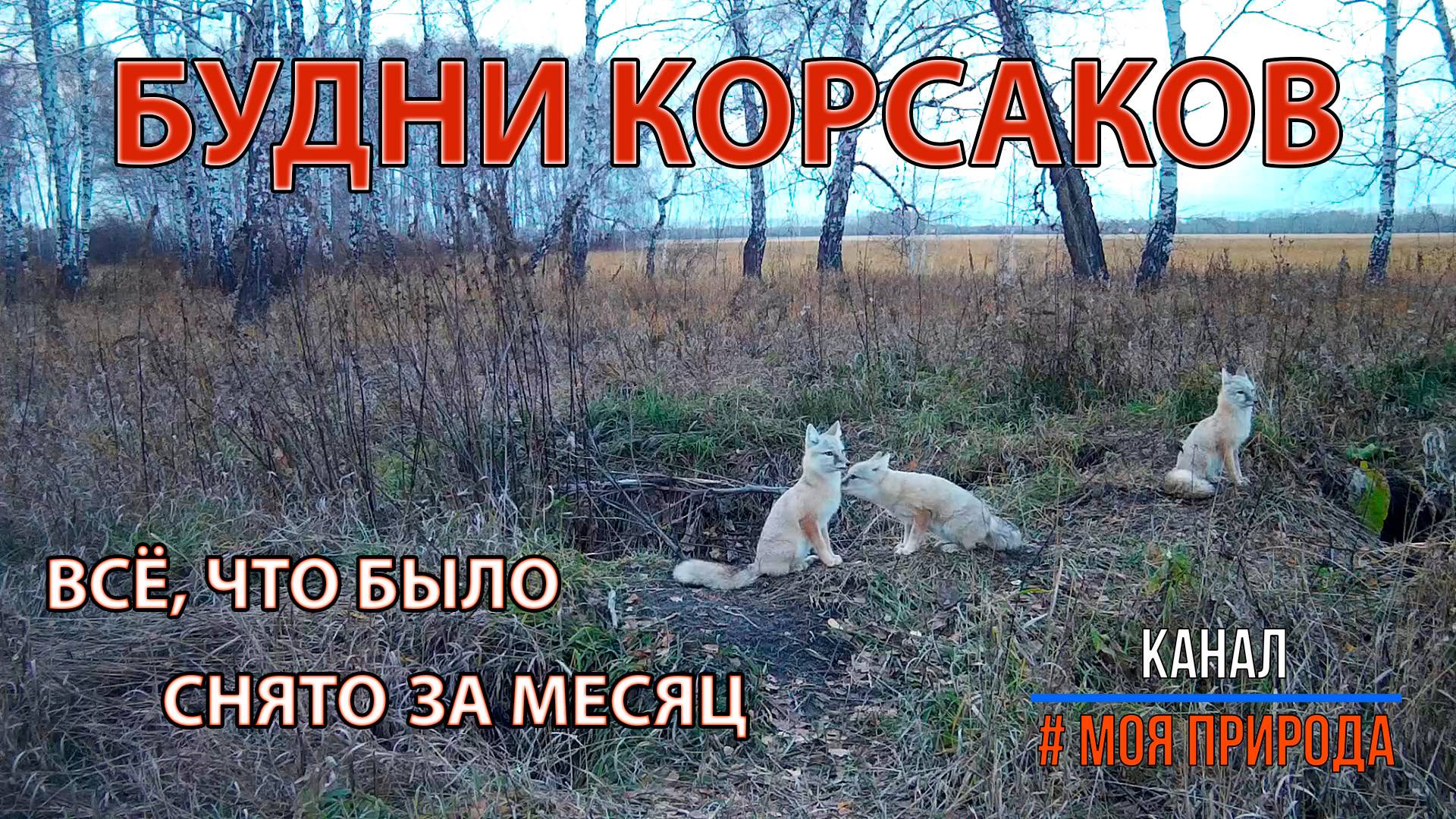 Будни корсаков. Что сняла фотоловушка за месяц