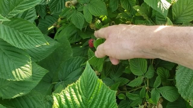 Первые ягоды малины на моём участке.Энросадира и Вайолет.