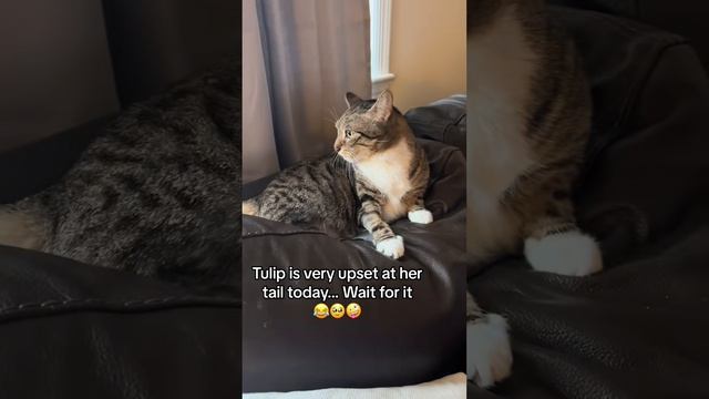 Котики