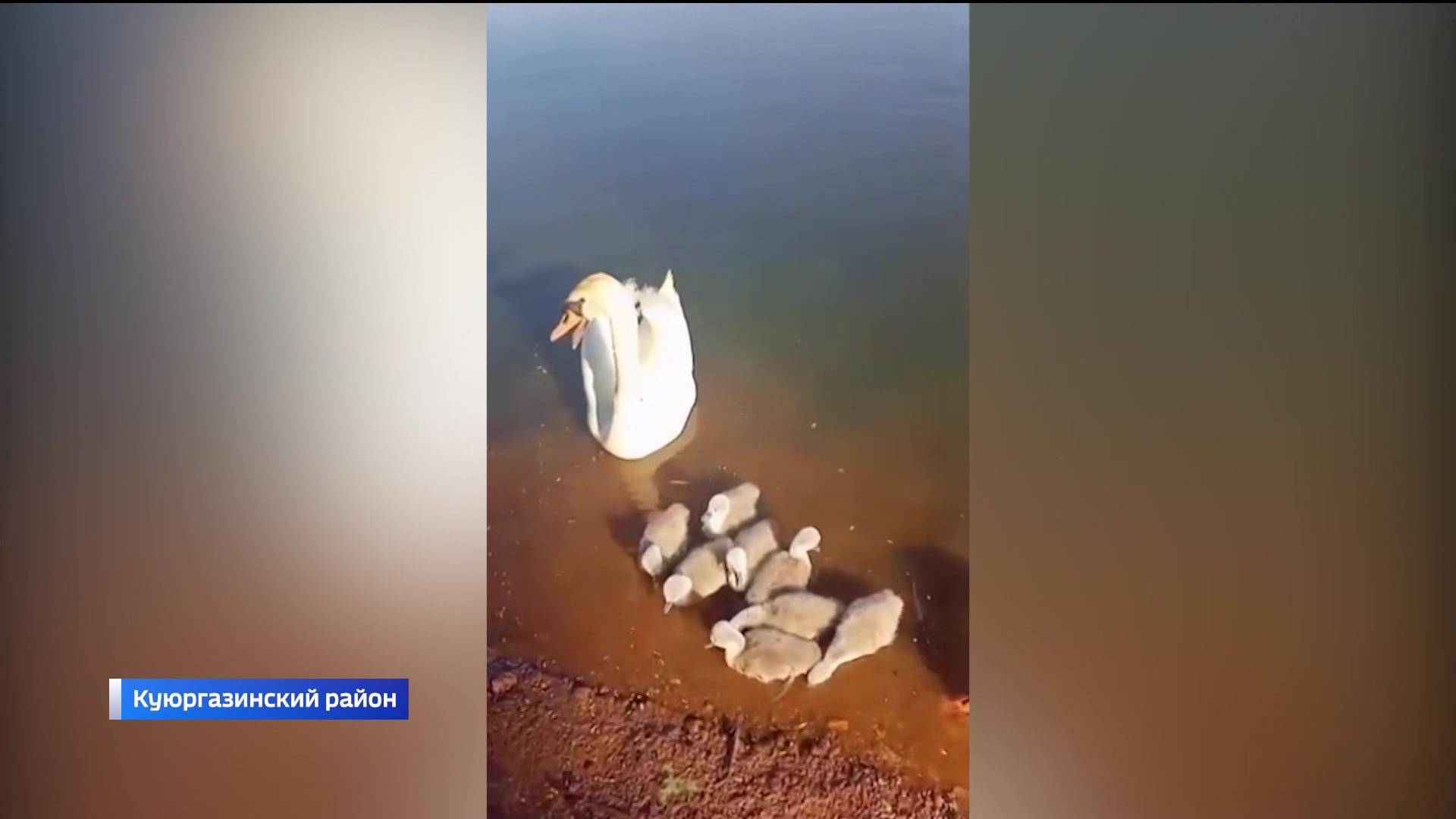 Семейство лебедей с птенцами облюбовало пруд в башкирском селе