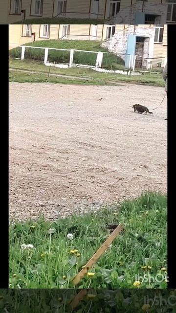 Реакция кота на птицу😊🐱❤