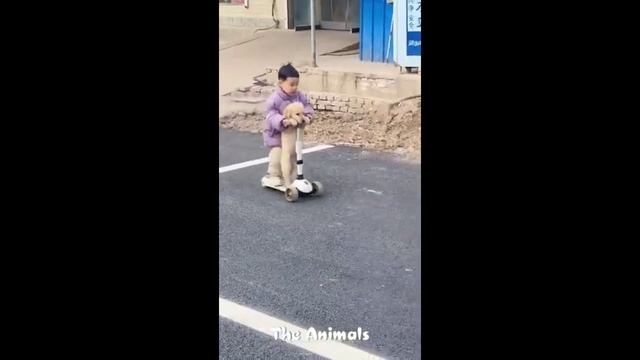 Приколы с животными!