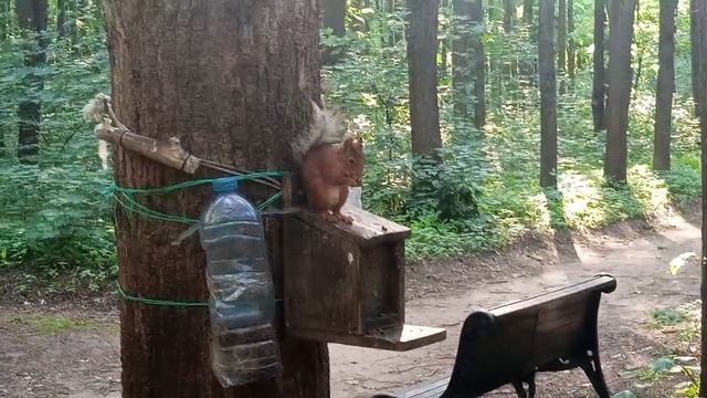 Белки и Кормушки. Зарисовка