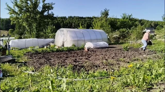 05.06.2025. Посадила картошку. Прошлась по капусте. Поощрение за хорошую работу.