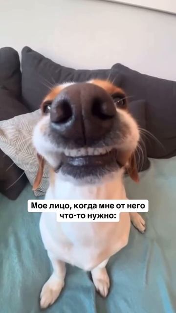 Когда жене что то нужно))
