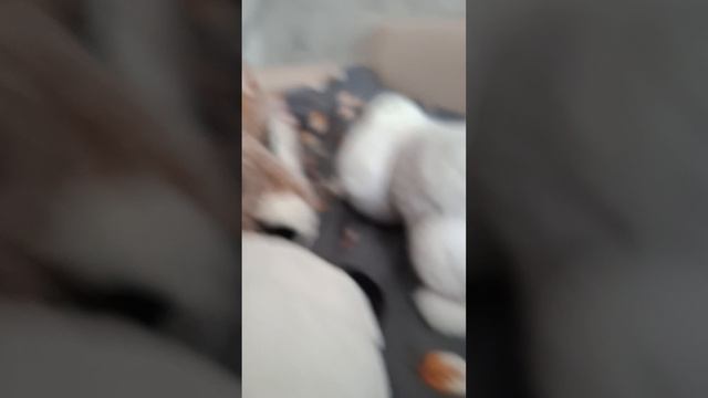 знакомство собак выожила в 23:46....