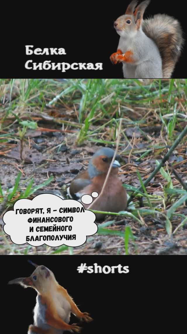 Зяблик популярен в искусстве