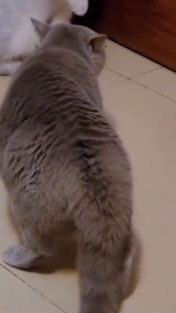 кошки