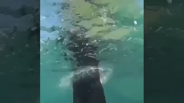 Собака добытчик