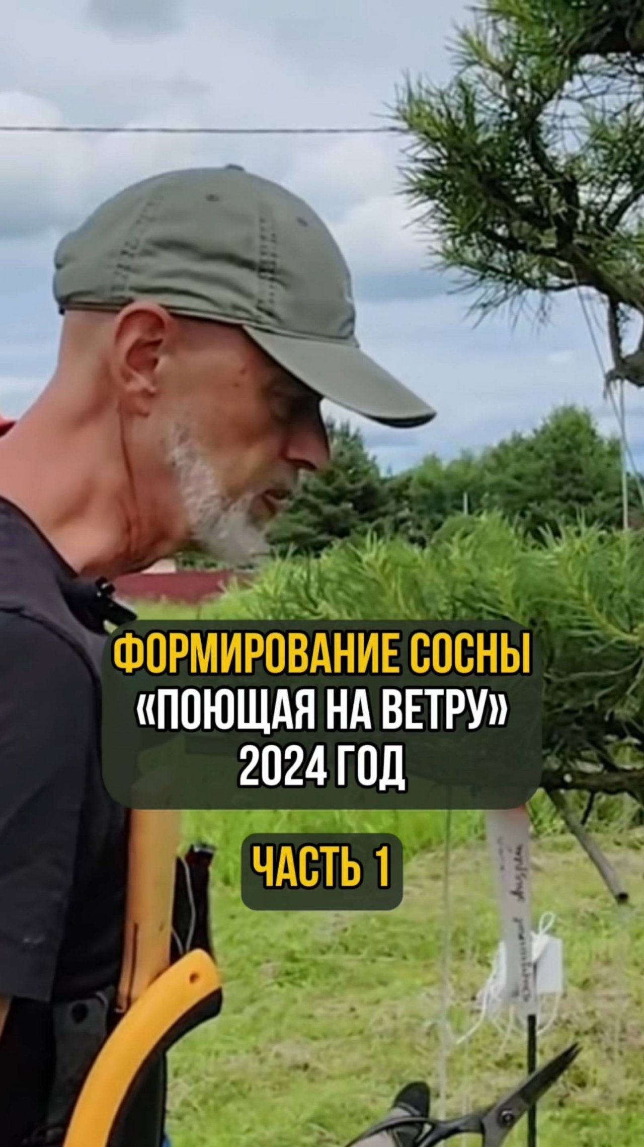 Формирование сосны "Поющая на ветру" 2024 год. Часть 1