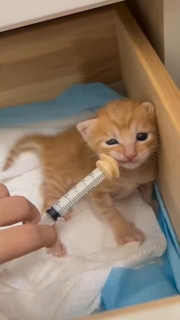 котя