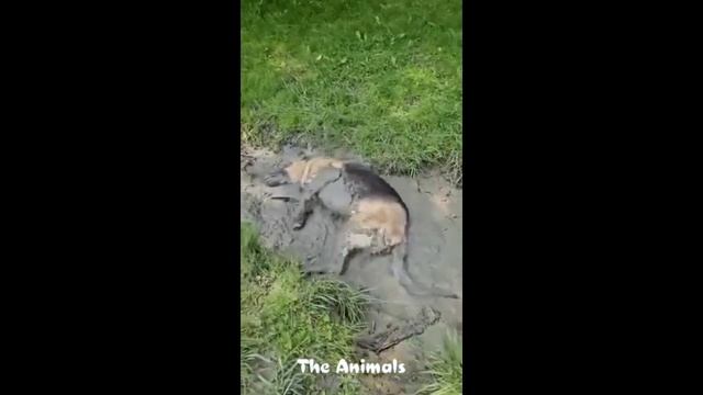 Приколы с животными!