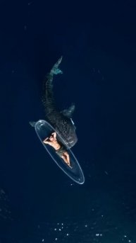 Дружелюбная китовая акула. Индоннзия.