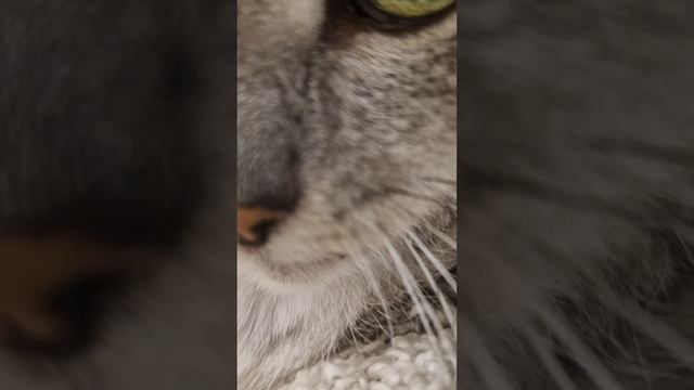 Sofia show.mp4
