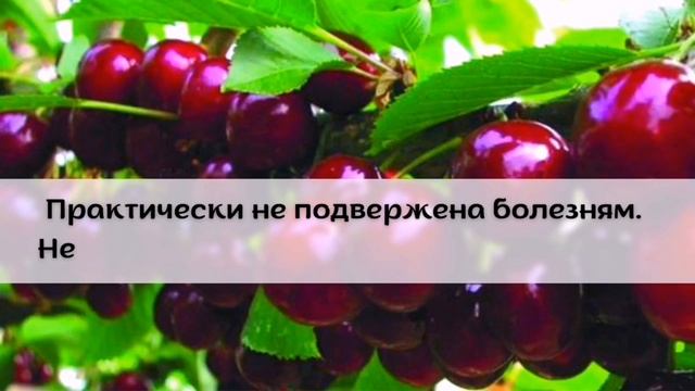 Лучшие сорта черешни для средней полосы России
