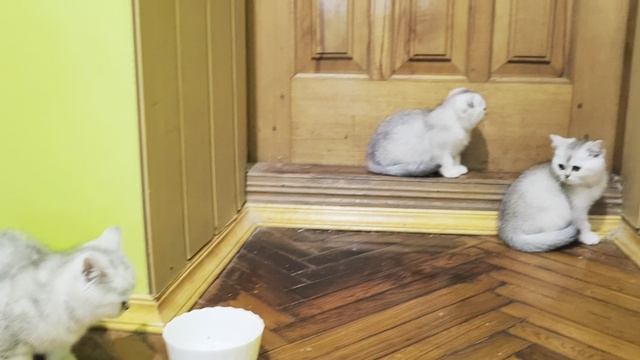 petal_hdr_20250607_170407.mp4