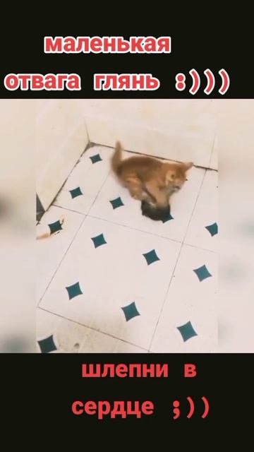 Маленькая отвага котенок