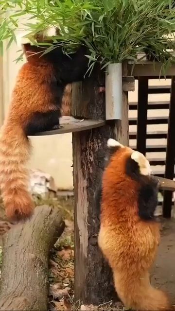 Милые красные панды 🐼