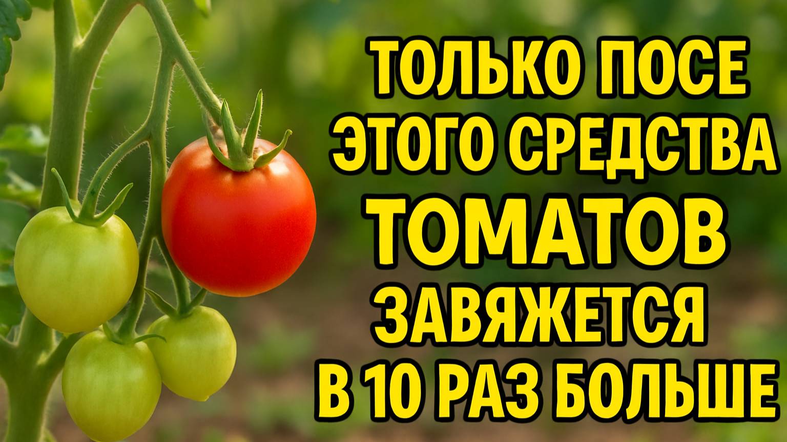 Подкормка, после которой томатов станет в 10 раз больше!