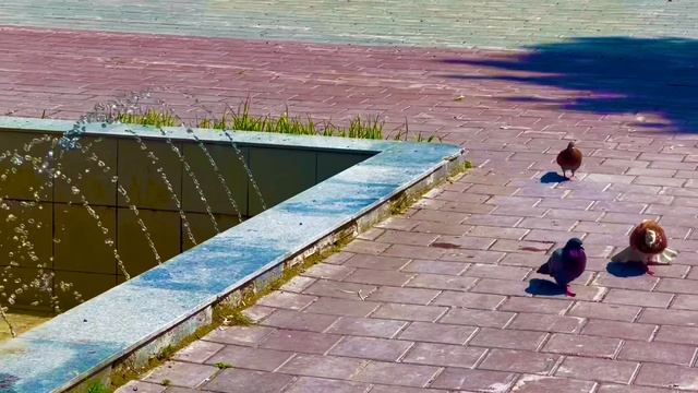07-06-2025 Голубиный ухажёр 🕊️🕊️🕊️😀