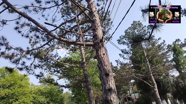 Эта ветка уже два года висит