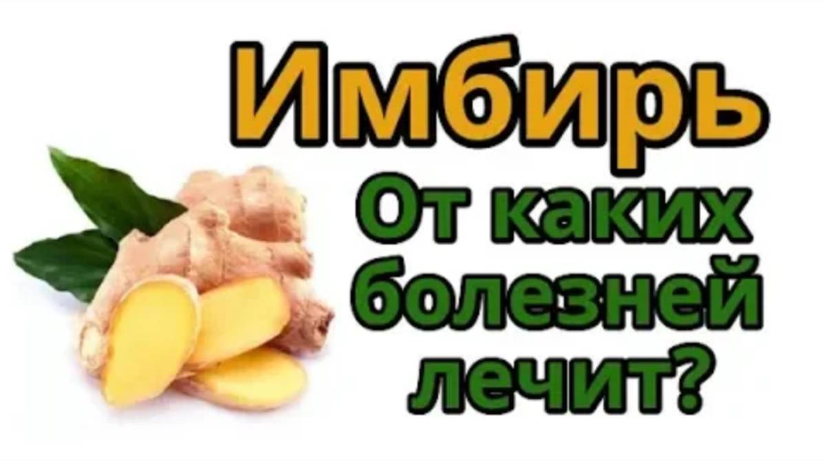 Имбирь. От каких болезней лечит?