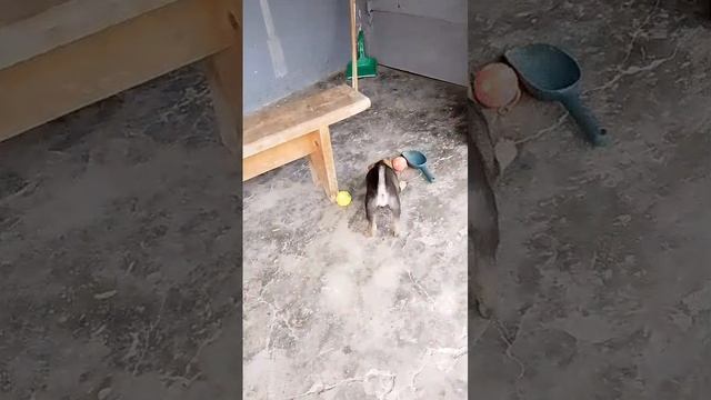 Новенький Баксик от души рад игрушкам. 
Дитё!