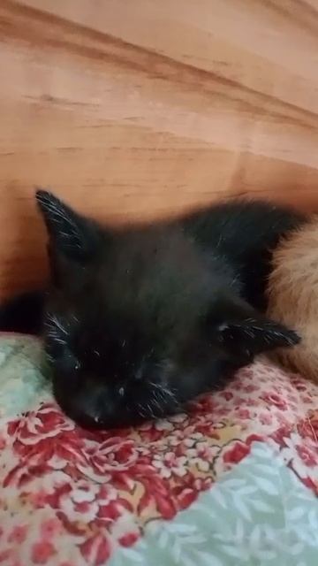 котята