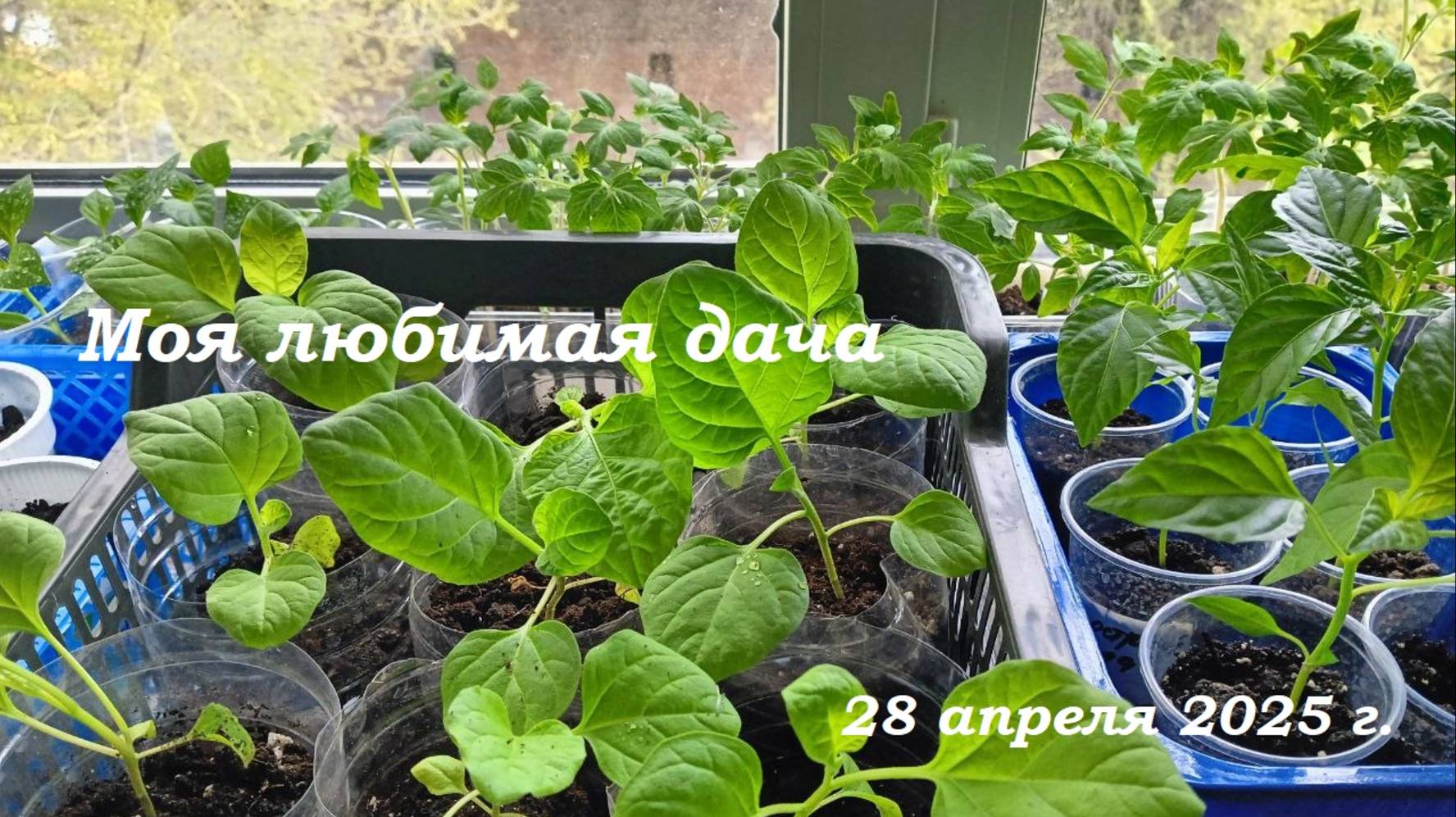 28.04.2025 _ Моя любимая дача